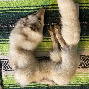 Vintage Arctic Fox Head Stole